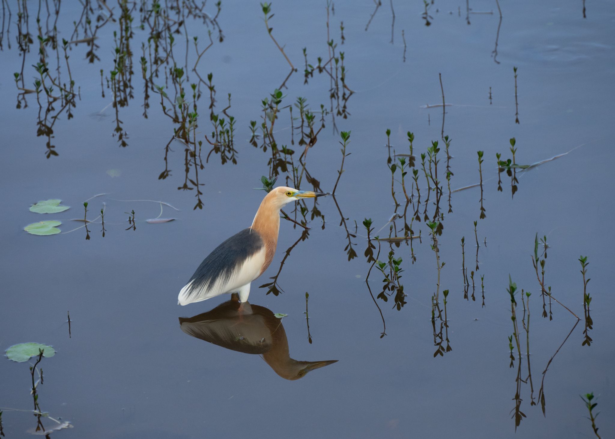 Prachtreiher Javan Pond heron Ardeola speciosa